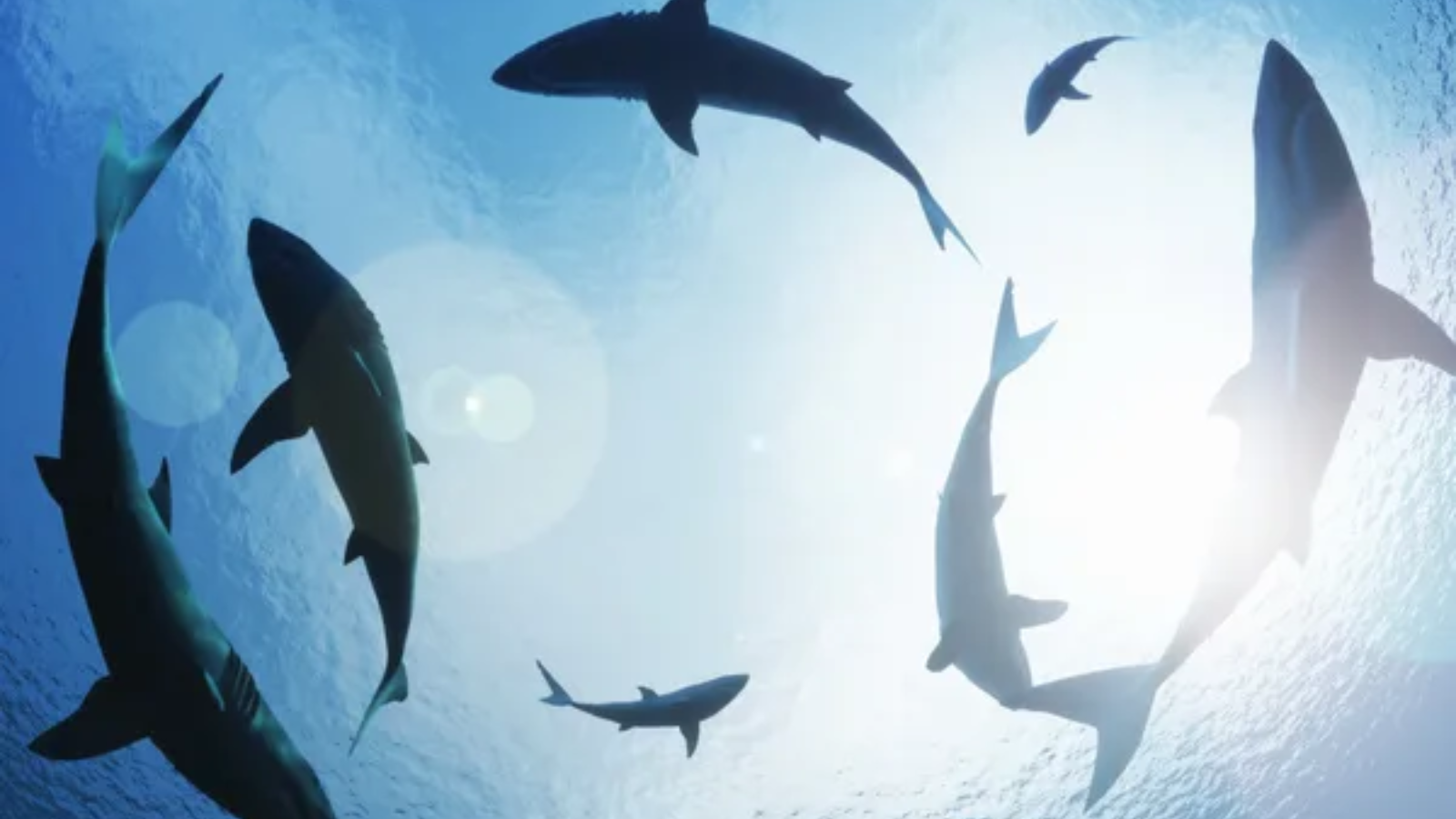 ¿Estás intentando pescar tiburones con una red para sardinas?